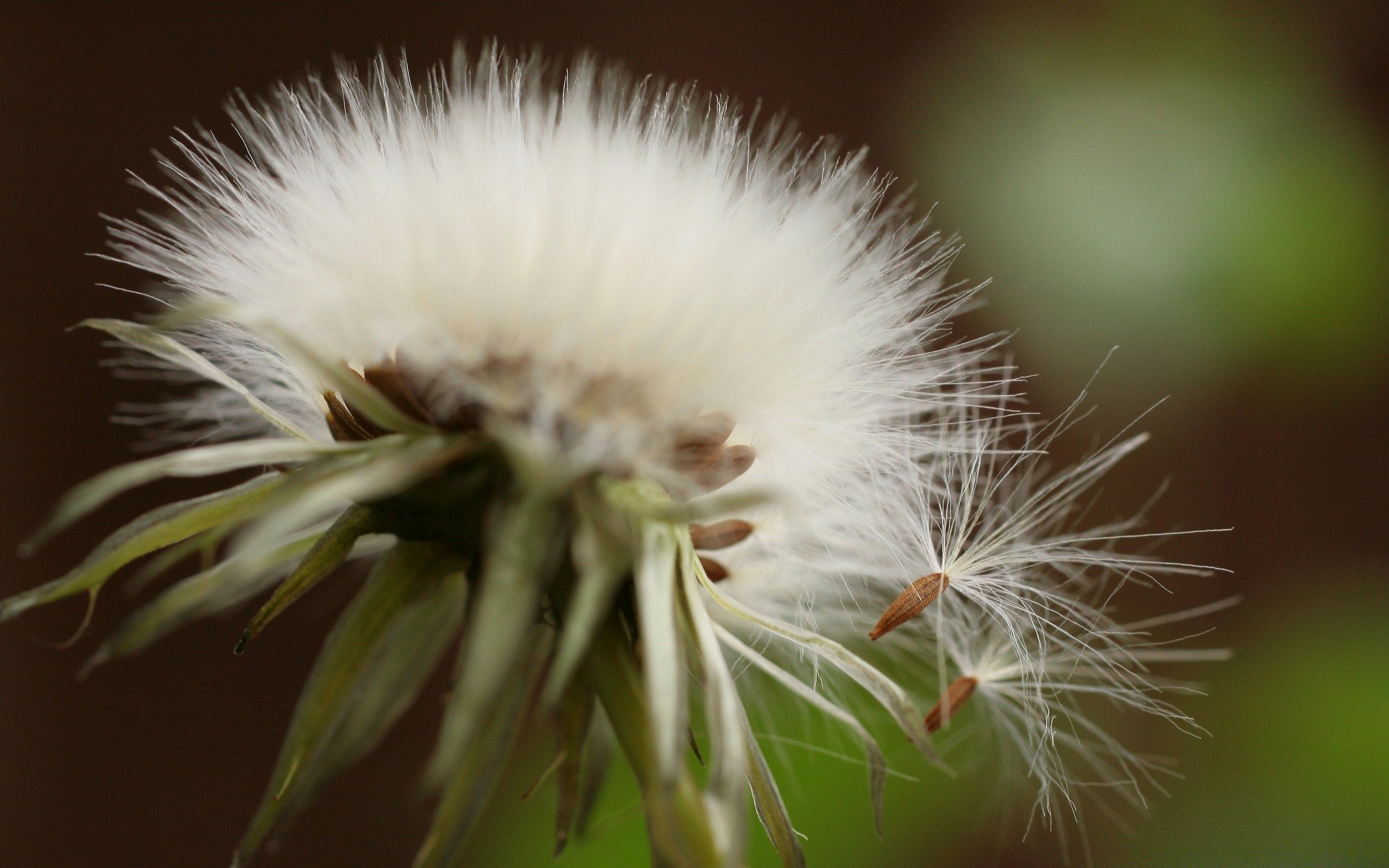 makro fotoğrafçılığı doğa çiçek karahindiba flora yaz bahçe vahşi yakın çekim çimen büyüme açık havada yaprak renk güzel tüylü narin parlak ışık