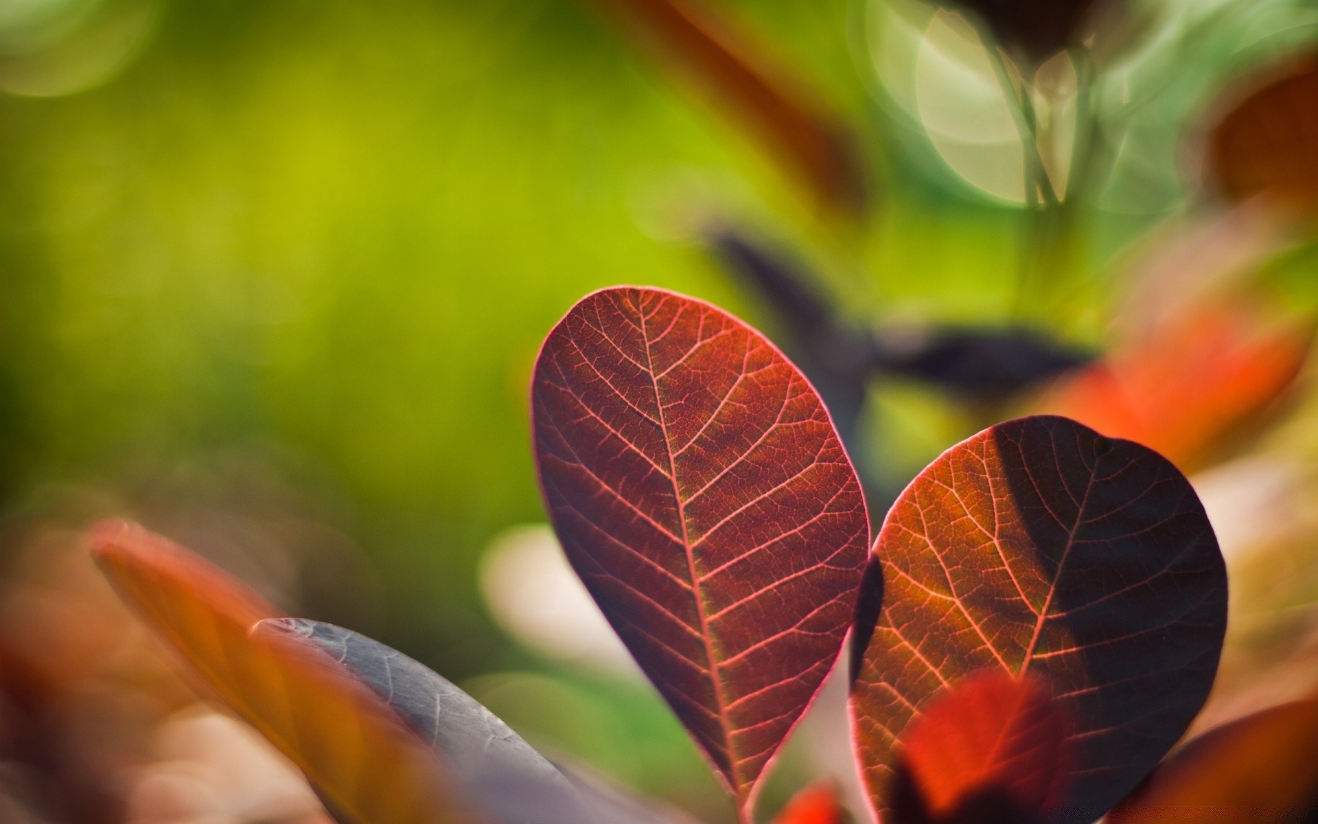 macro leaf nature flora bright color summer growth outdoors fall close-up garden desktop tree