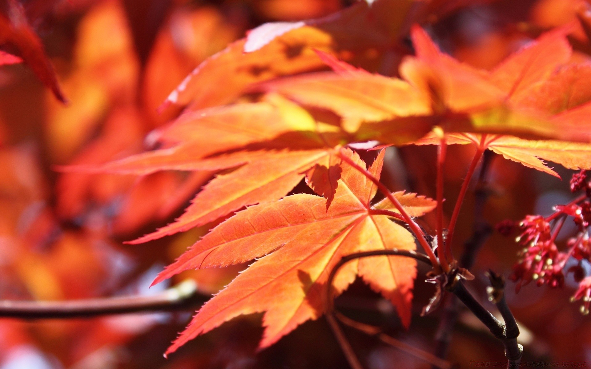 macro automne feuille érable nature à l extérieur lumineux flore couleur