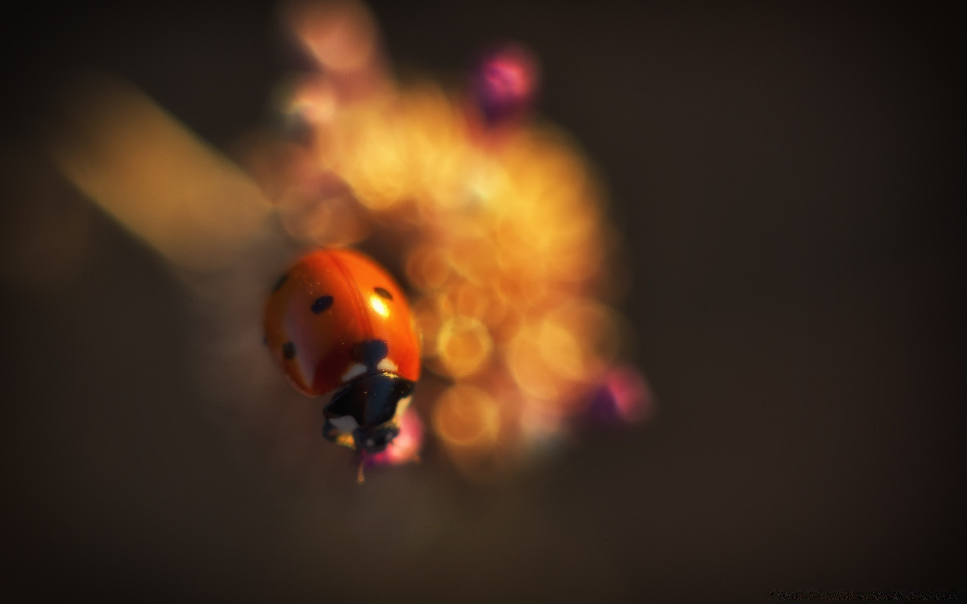 macro flame insect light blur one ladybug still life