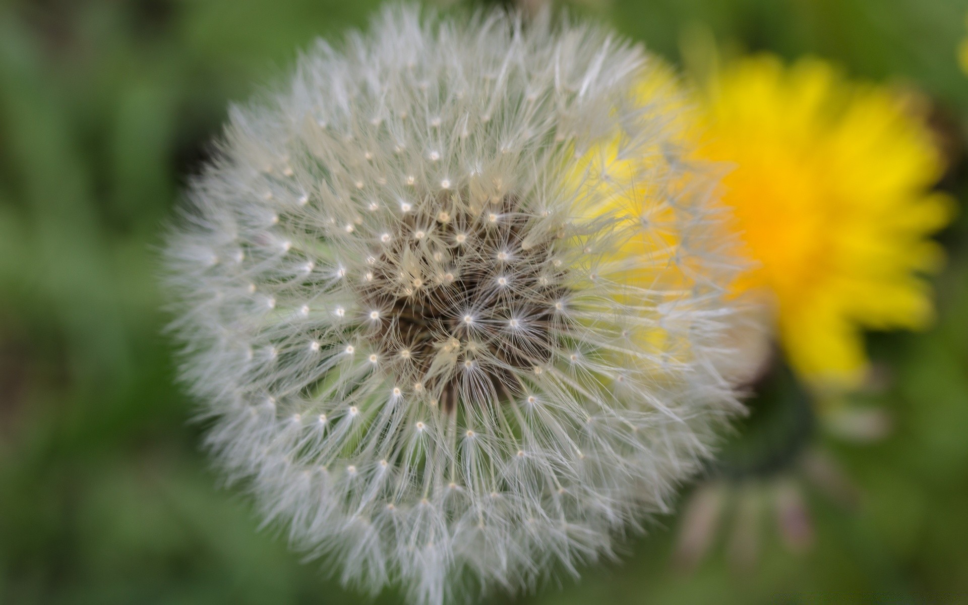 makro fotoğrafçılığı çiçek doğa karahindiba flora yaz çiçek tohum yakın çekim bahçe çiçeklenme saman büyüme yaprak vahşi renk parlak güzel çimen polen