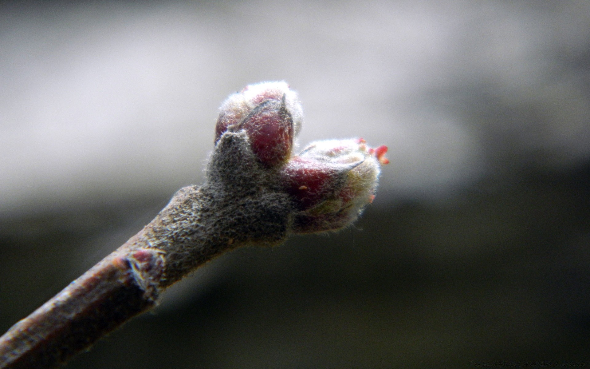 makro winter baum natur im freien katze dof unschärfe schnee blume blatt garten farbe frost zweig schließen flora licht kumpel holz