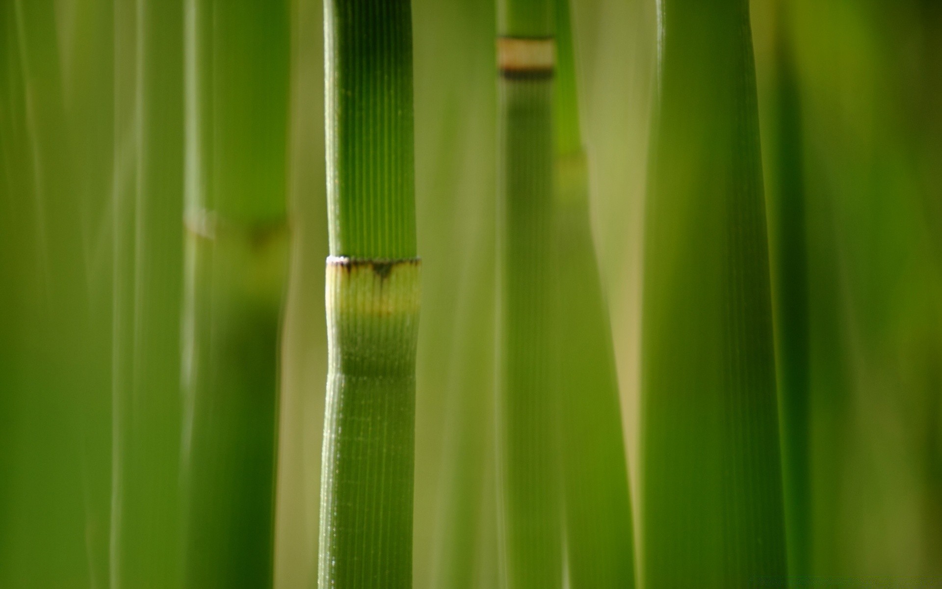 makro blatt flora wachstum tau üppig regen tropfen natur garten gras ökologie klinge bambus umwelt nass schale