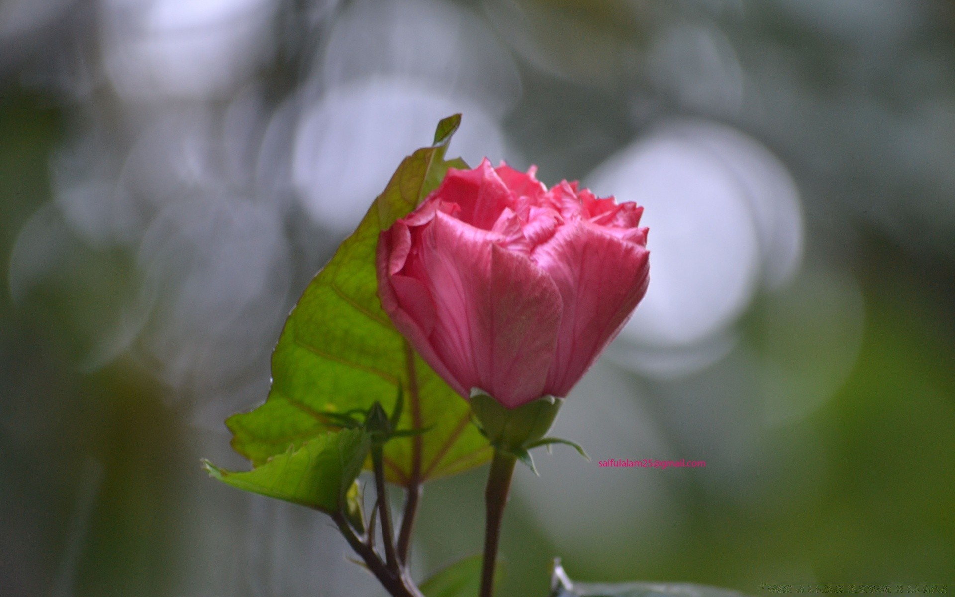 makro kwiat natura liść flora lato róża ogród na zewnątrz kwiatowy płatek miłość romans bluming jasny kolor rozmycie delikatne