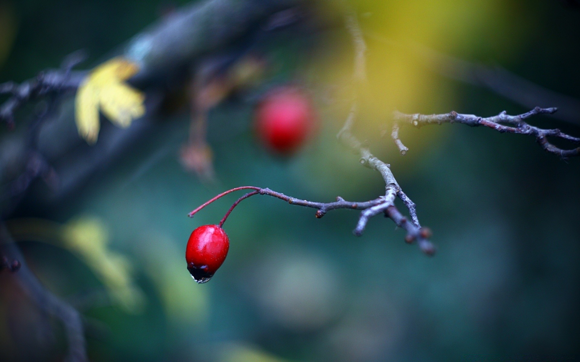 makroaufnahme natur unschärfe blume spinne blatt obst im freien garten dof beere herbst apfel licht winter insekt baum