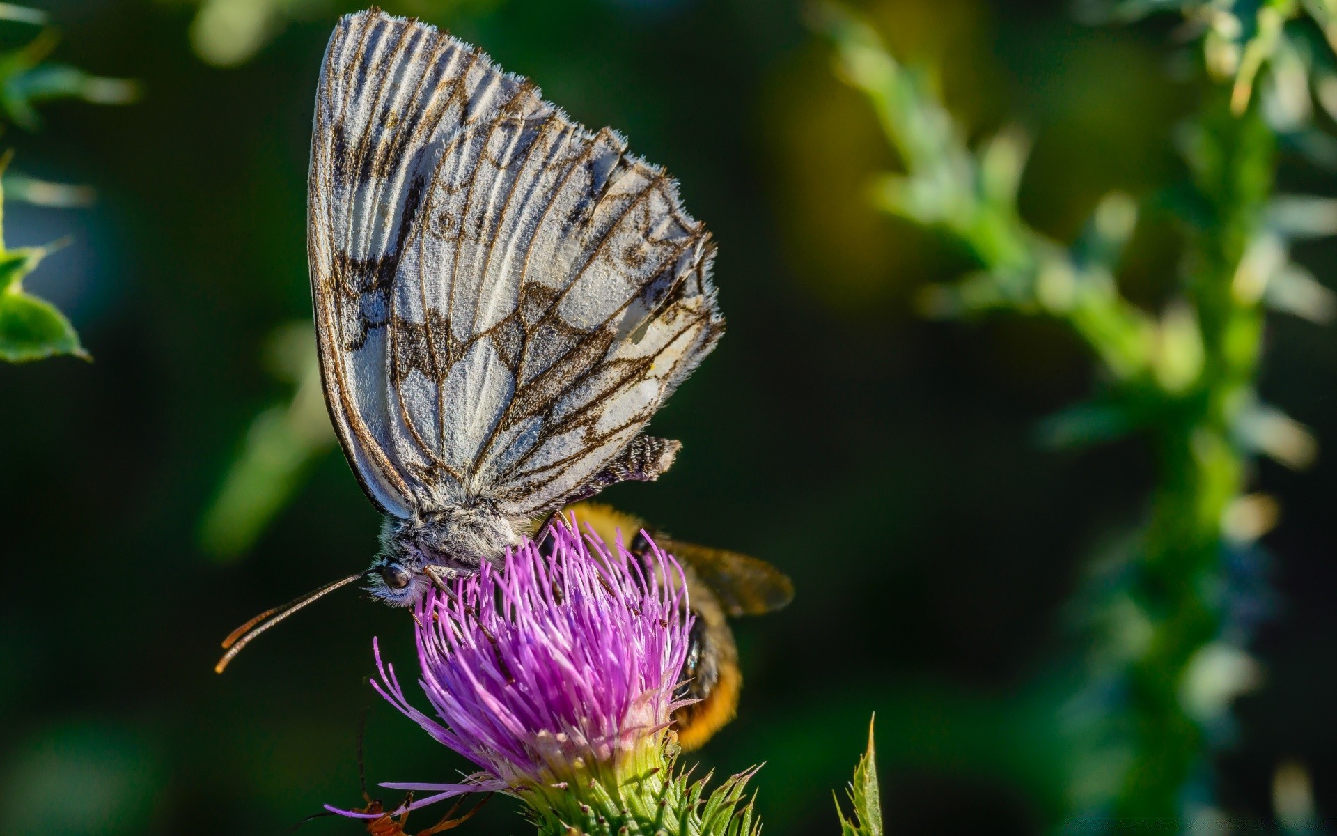 macro butterfly insect nature flower outdoors summer garden invertebrate flora leaf wildlife delicate biology monarch nectar wing wild lepidoptera