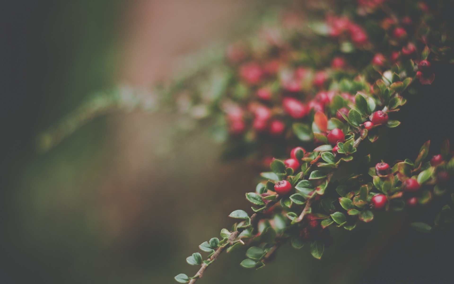 makro liść natura drzewo flora na zewnątrz jagoda oddział ogród kolor kwiat zbliżenie krzew owoce jedzenie zima evergreen sezon wzrost