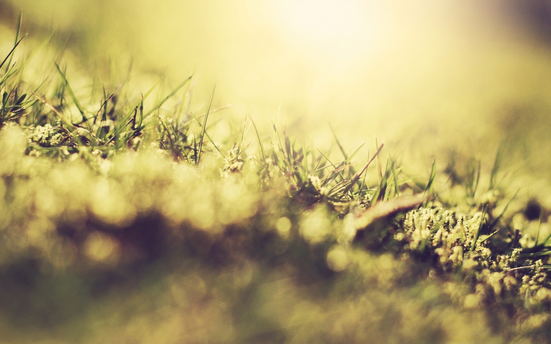 macro field nature grass landscape sun dawn desktop flora sunset flower leaf dry texture garden color fair weather growth sky soil gold