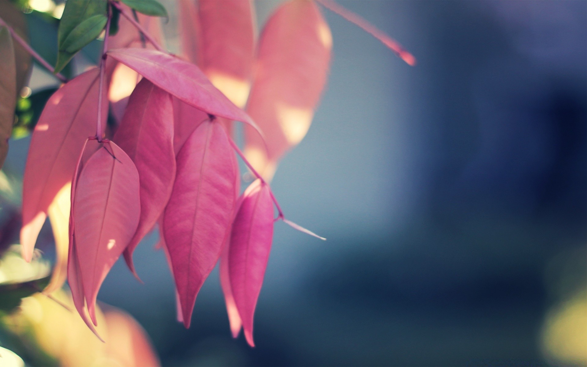 makroaufnahme blatt natur flora farbe im freien herbst licht unschärfe blume baum hell garten