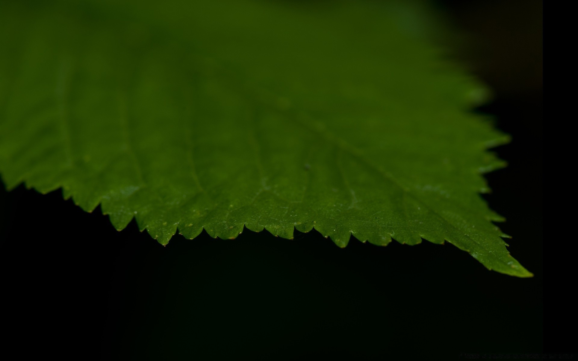 macro foglia natura pioggia flora astratto scuro crescita estate all aperto luce desktop