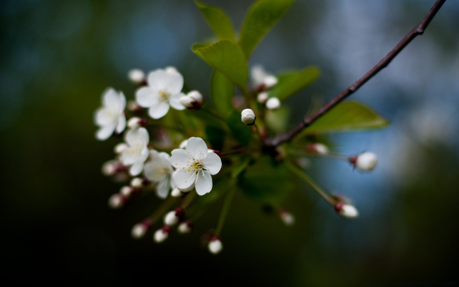 makro kwiat jabłko natura drzewo liść flora wiśnia kolego oddział ogród płatek rozmycie wzrost dof bluming na zewnątrz