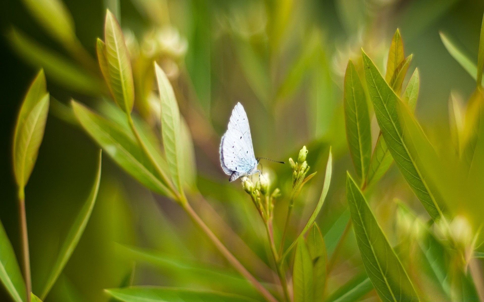 makro natura lato liść flora na zewnątrz ogród trawa motyl owad dobra pogoda kwiat wzrost jasny środowisko zbliżenie dziki słońce mało