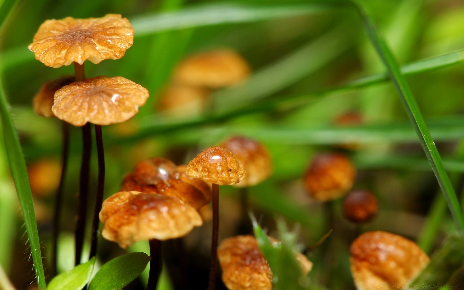 makro natura flora liść trawa grzyb na zewnątrz dziki wzrost grzybów sezon jesień lato