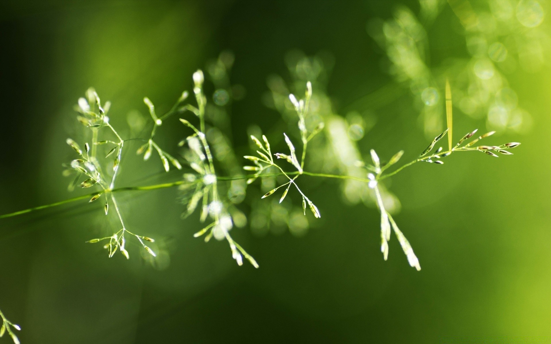 微距摄影 叶 生长 自然 植物群 雨 模糊 花园 夏天 露水 草 户外 新鲜 郁郁葱葱 清洁