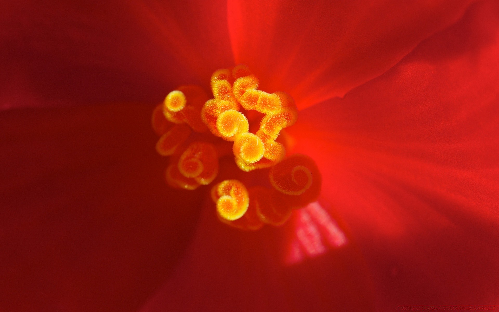 makro blume farbe hell natur flora blütenblatt desktop blühen schön romantik