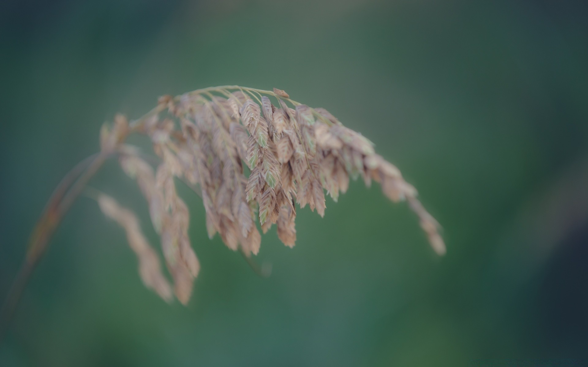 宏观摄影 叶 自然 户外 生长 植物 花 dof