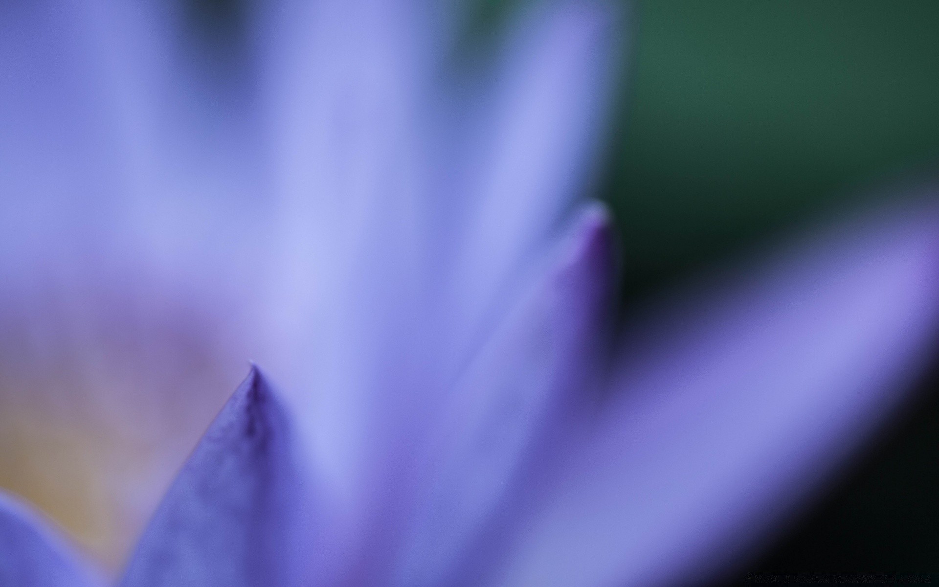 makro unschärfe abstrakt kunst dof fokus hell natur farbe licht