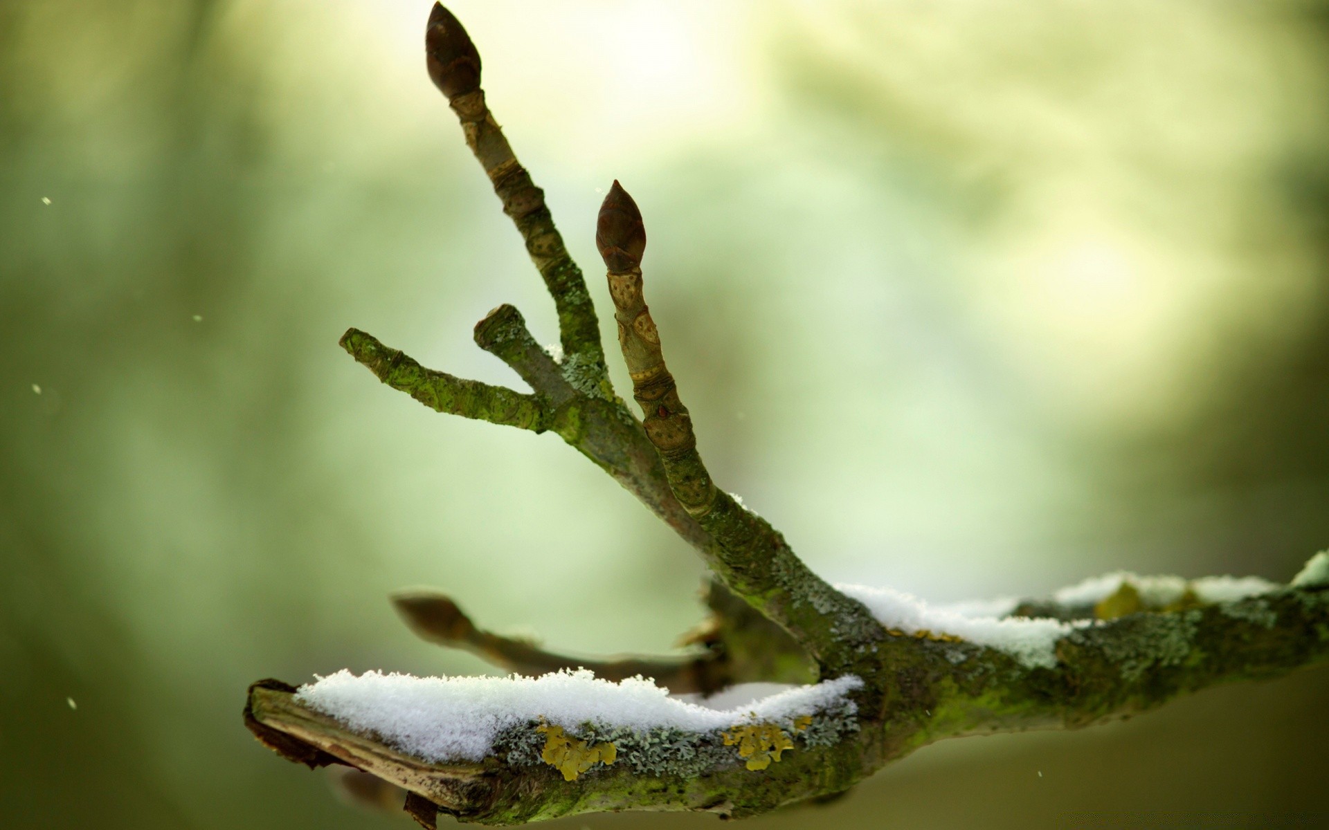 makroaufnahme im freien natur unschärfe blatt höhe tageslicht regen baum wasser flora