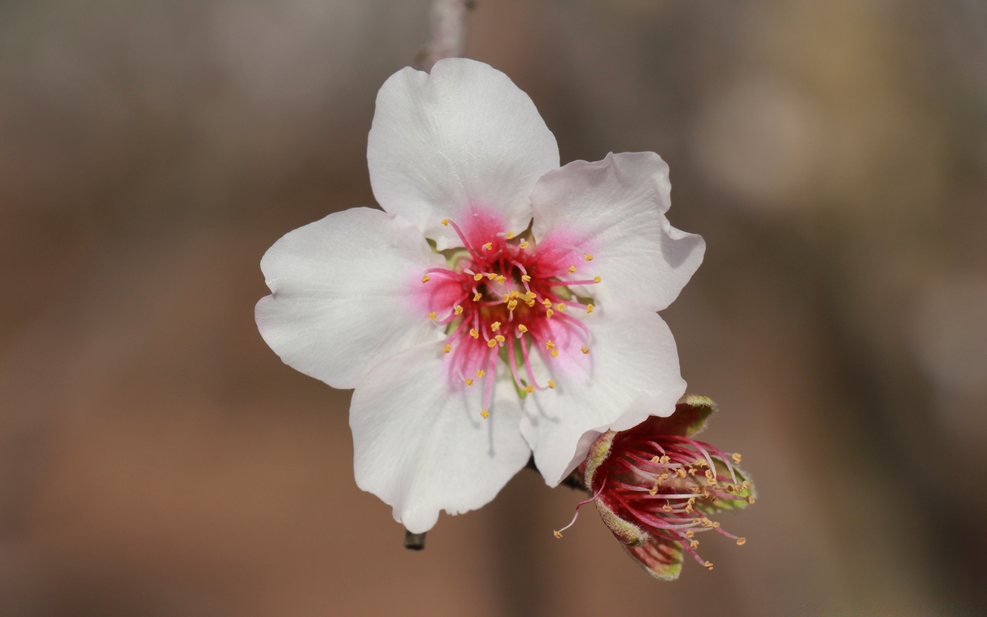 macro fleur nature flore à l extérieur pétale arbre feuille bluming copain jardin flou branche délicat cerise croissance pomme floral lumière du jour