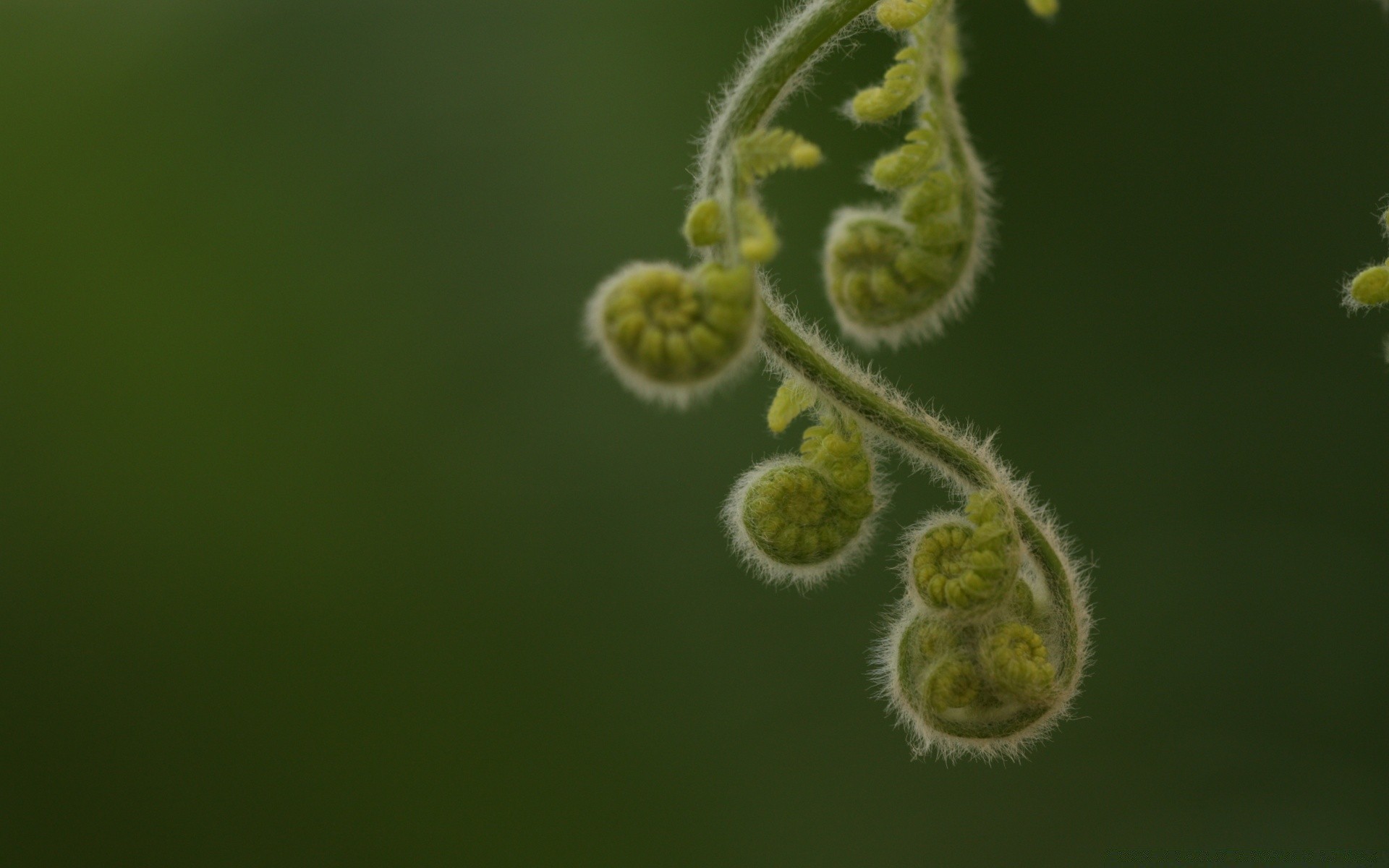 macro naturaleza flora hoja crecimiento jardín al aire libre árbol color flor hierba biología