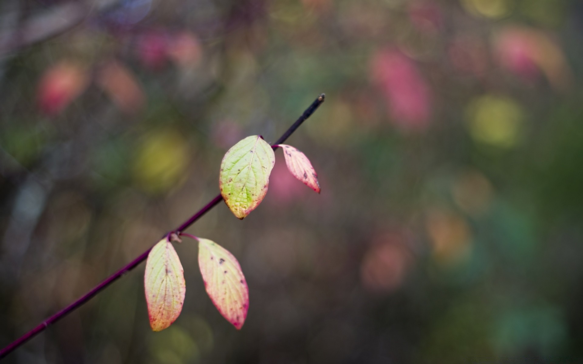 macro nature outdoors leaf tree flower fall flora color season branch bright winter garden park wood light fair weather close-up