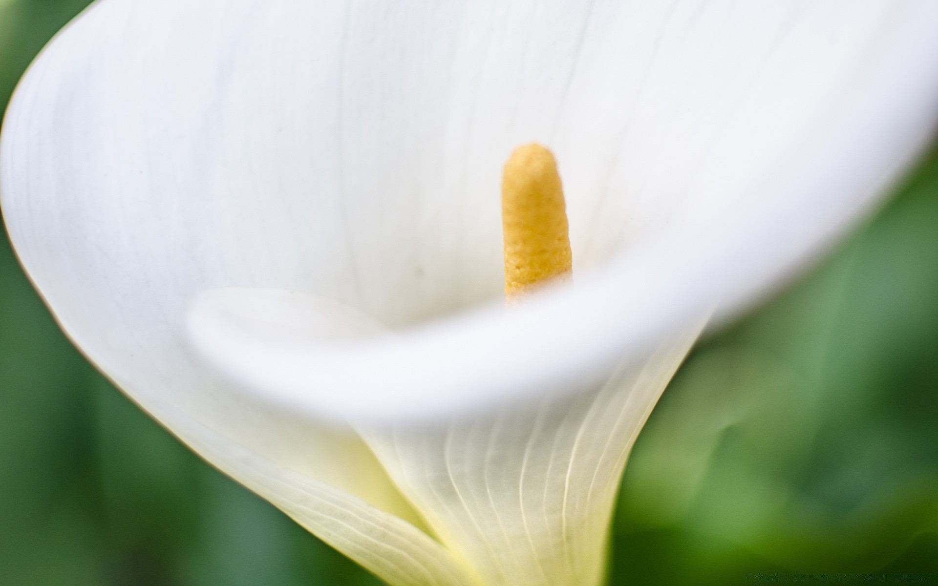 macro nature flower flora calla lily blur lily leaf color delicate garden