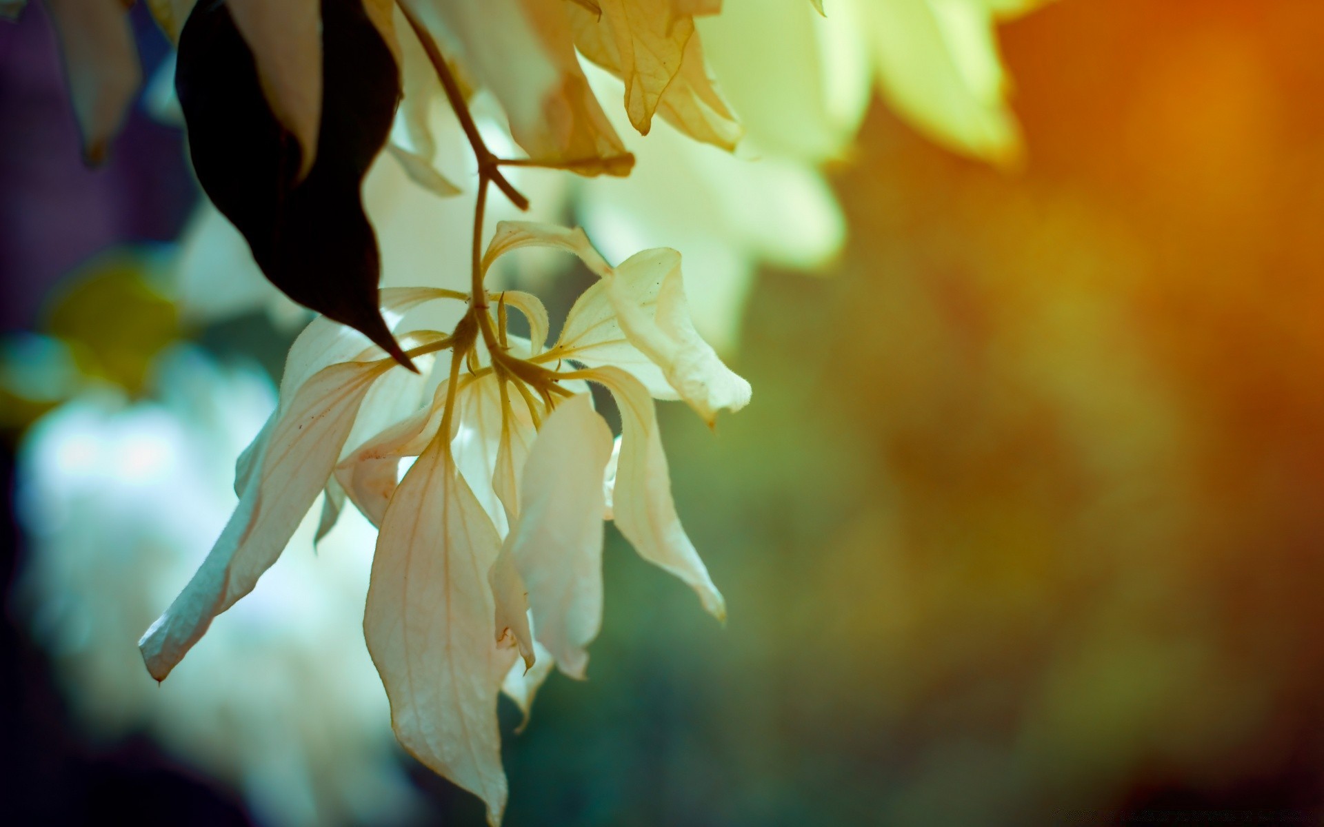 makroaufnahme blatt unschärfe natur blume im freien flora sommer licht gutes wetter garten wachstum farbe sonne herbst