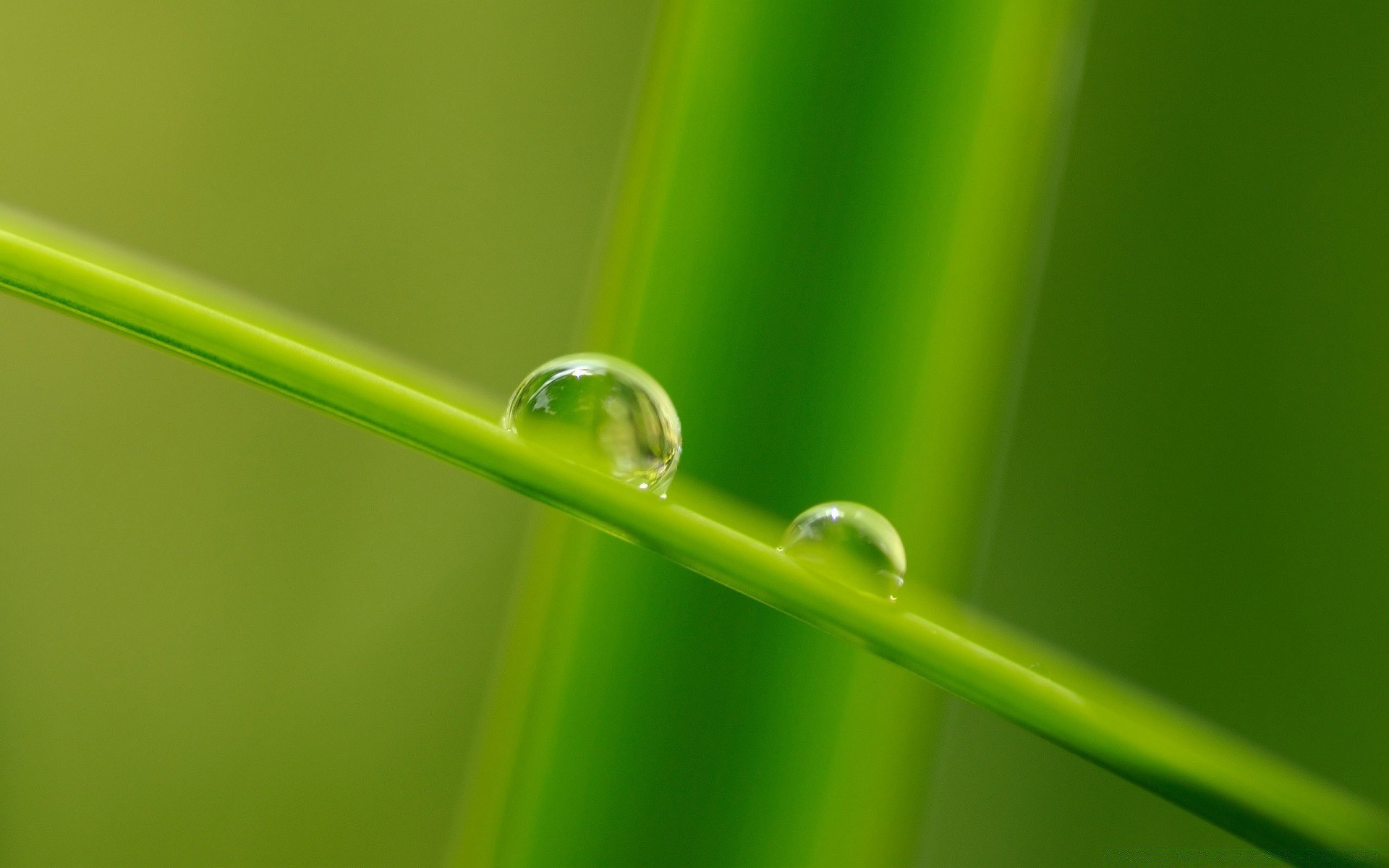 macro dew rain drop leaf blade flora wet droplet raindrop garden grass growth nature purity environment environmental lawn lush