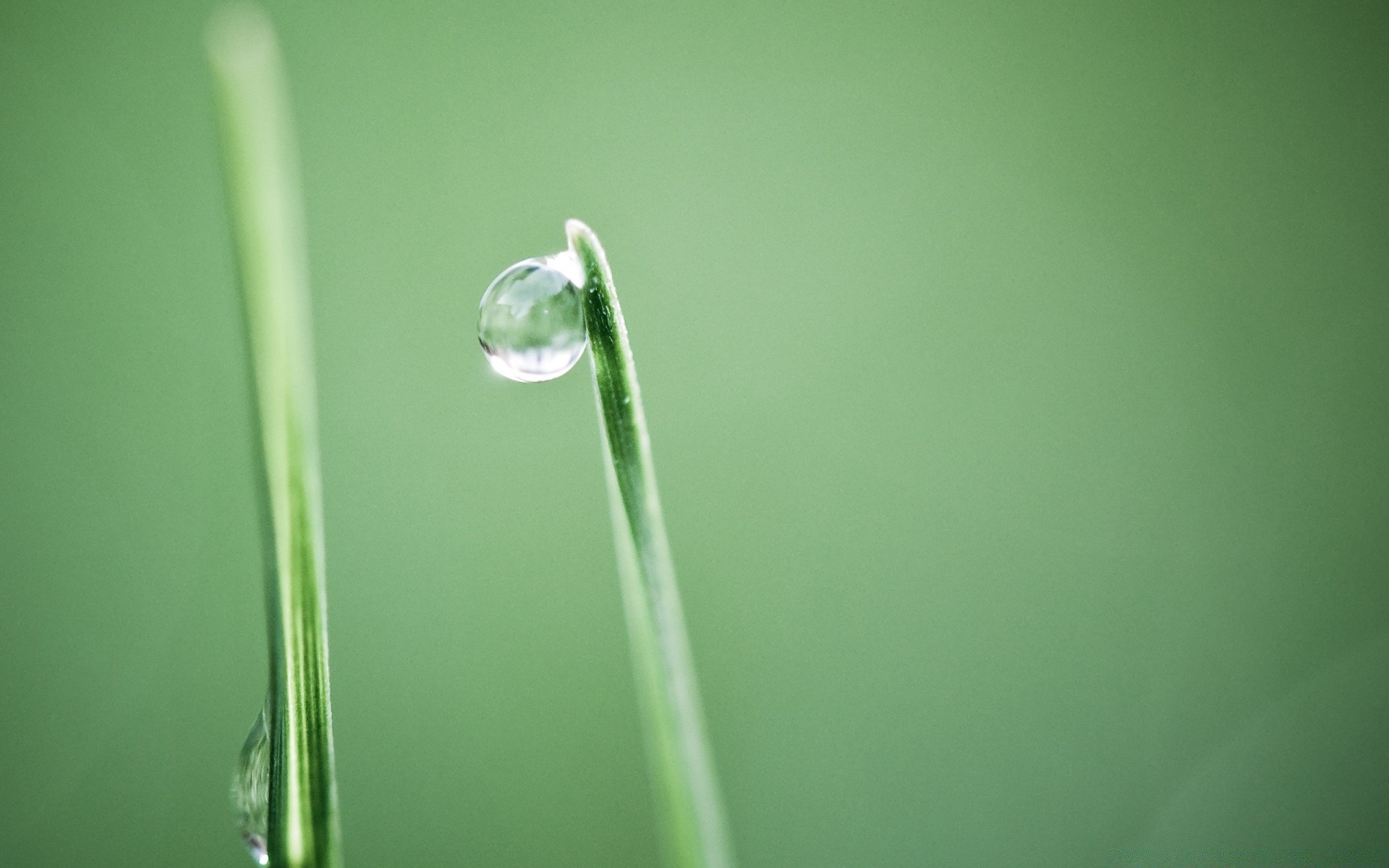 macro dew rain drop water leaf purity droplet wet blur nature raindrop grass growth flora