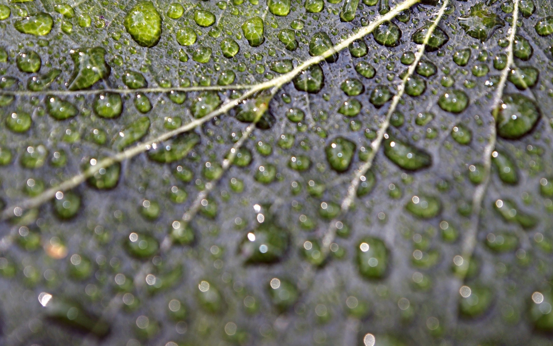 macro rain drop dew droplet wet water flora nature leaf liquid environment reflection growth freshness desktop clean purity texture