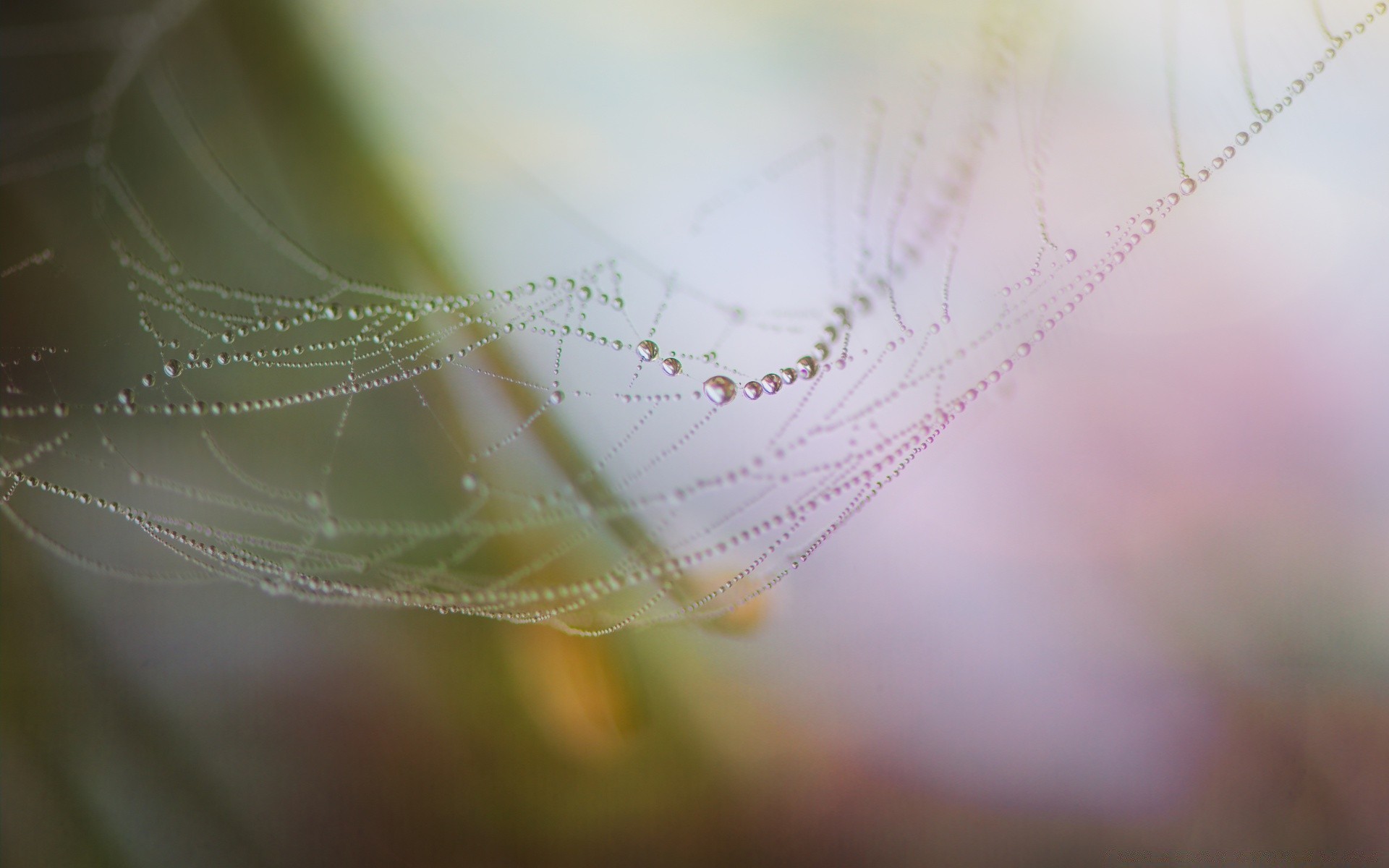 macro spider spiderweb web trap cobweb light desktop abstract arachnid nature insect pattern dew design blur texture bright silk