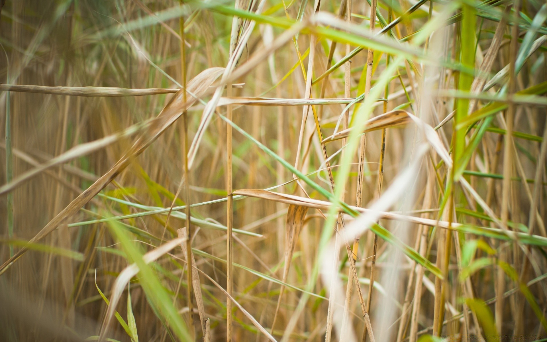 macro nature bird grass outdoors flora leaf summer reed wildlife garden color rural field growth straw wild environment close-up little