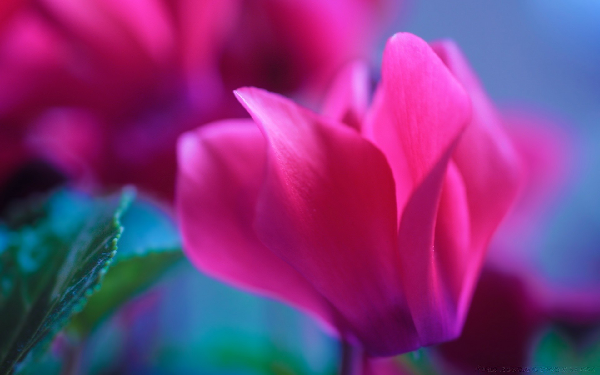 macro nature flower garden flora color tulip bright summer leaf petal delicate beautiful growth love