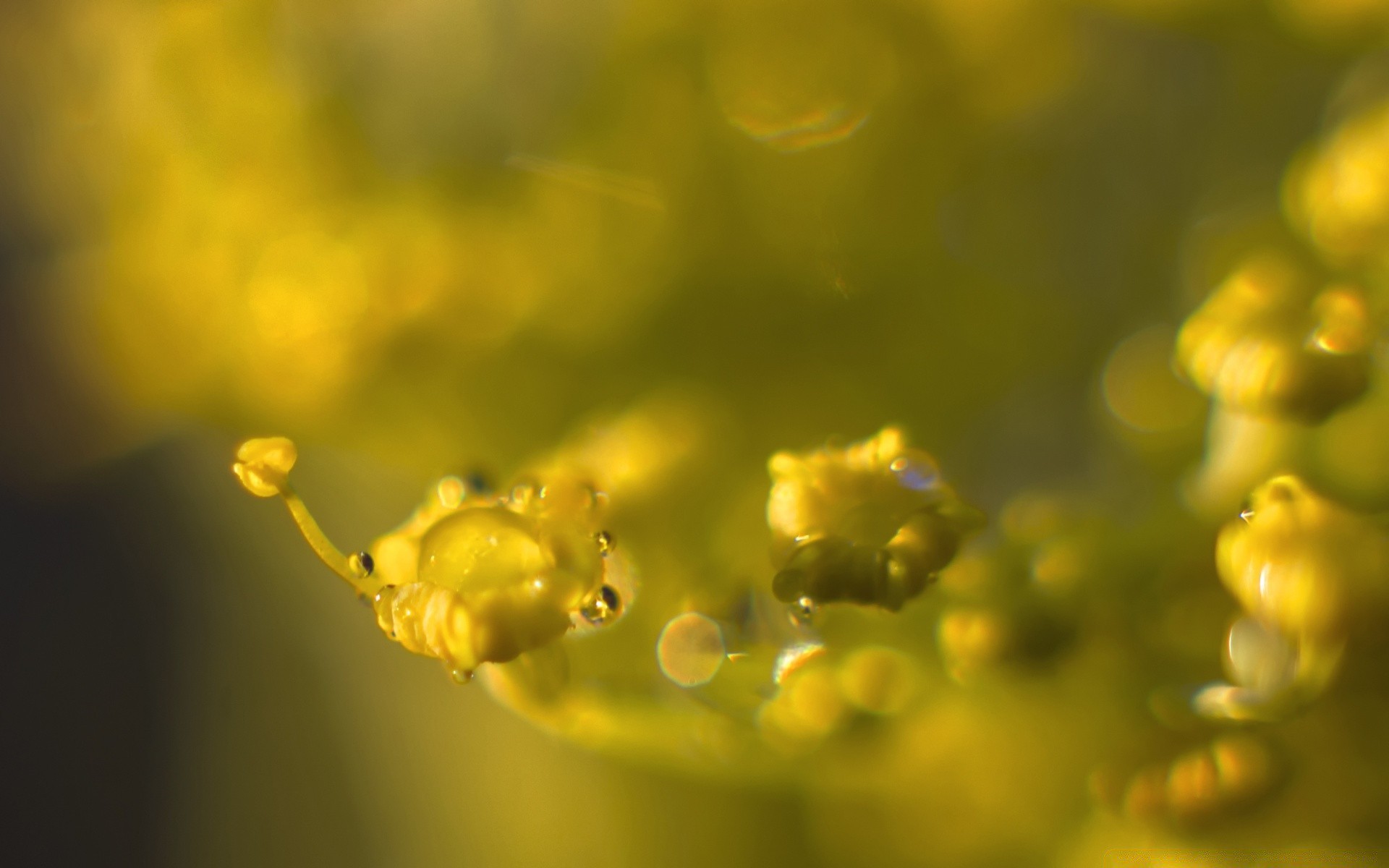 makro fotoğrafçılığı doğa flora çiçek renk yaprak bahçe bulanıklık yakın çekim güzel masaüstü yaz ışık büyüme açık havada yanında parlak dof düşme