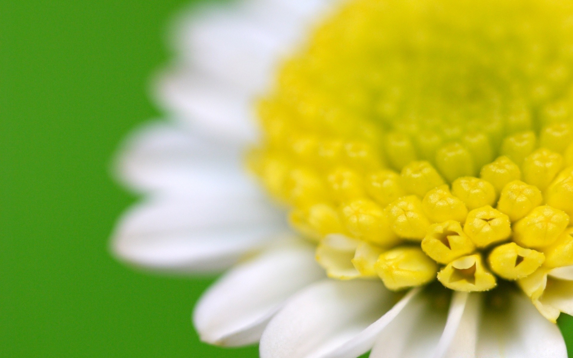 makroaufnahme natur flora blume schließen sommer hell blatt farbe garten wachstum blütenblatt schön blühen blumen