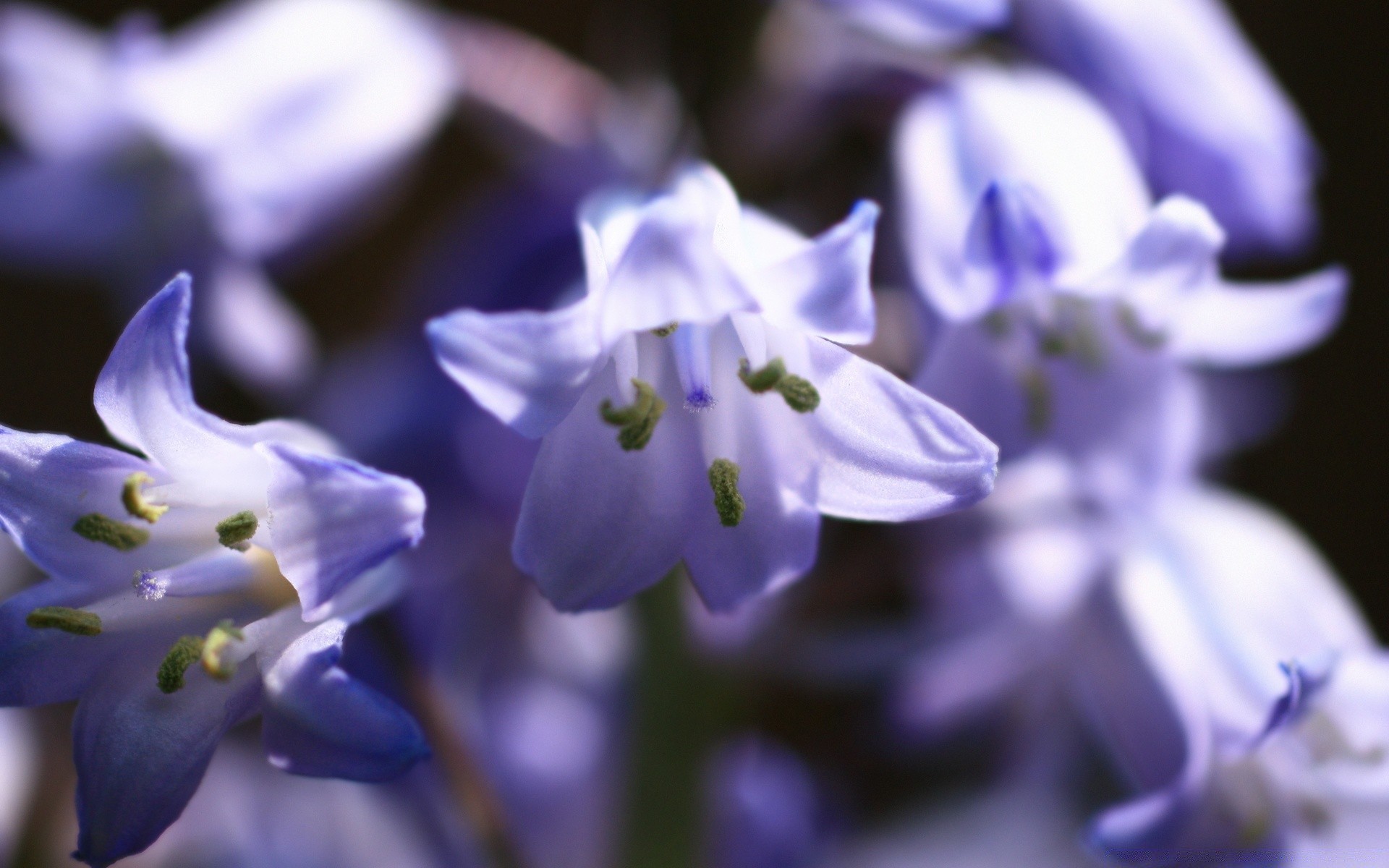 macro flor desenfoque naturaleza pétalo flora pascua al aire libre floral delicado jardín blumming color hoja primavera campana perenne violeta lámparas amigo