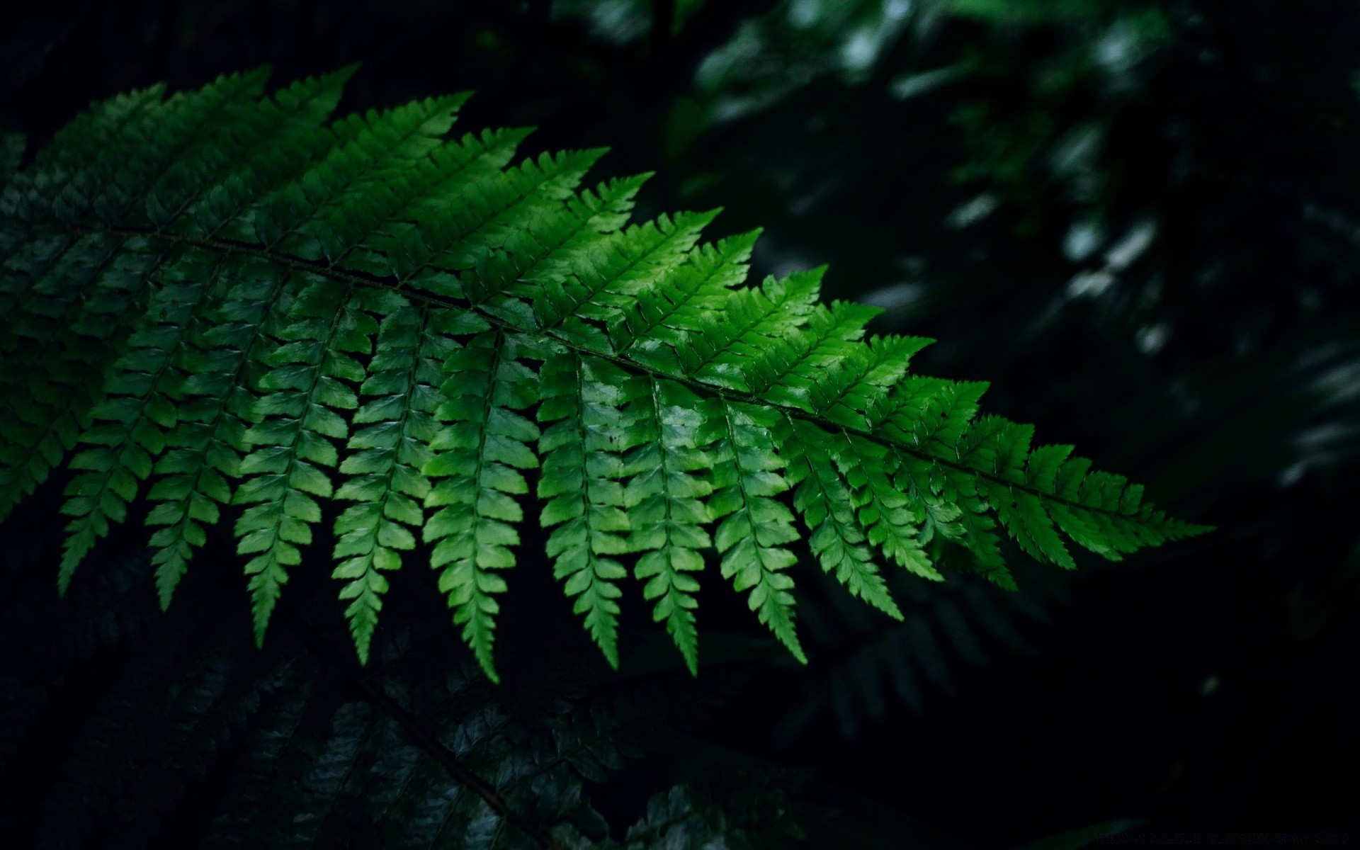 macro leaf fern flora outdoors growth nature lush desktop