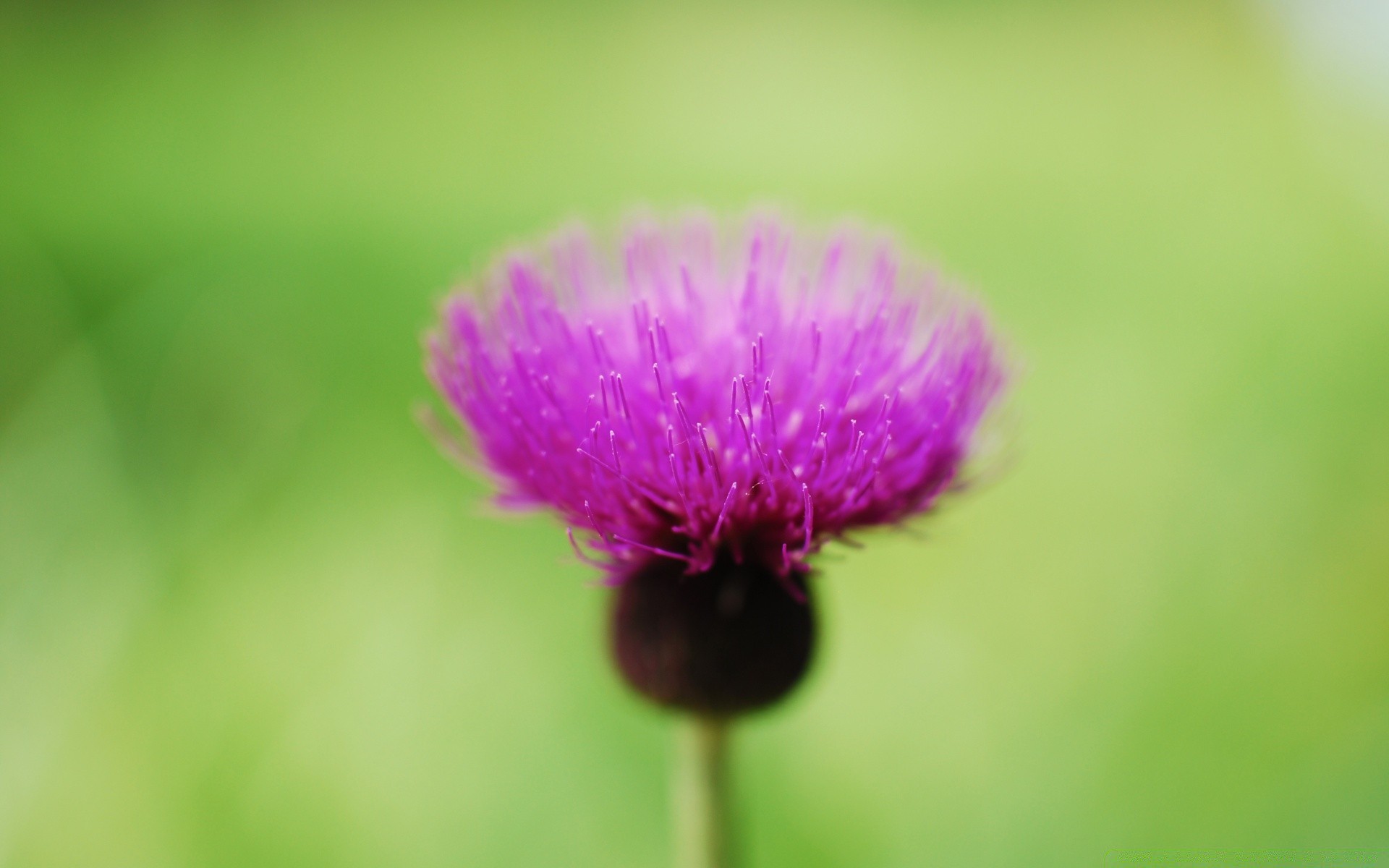 macro nature été feuille fleur flore à l extérieur flou lumineux herbe croissance délicat