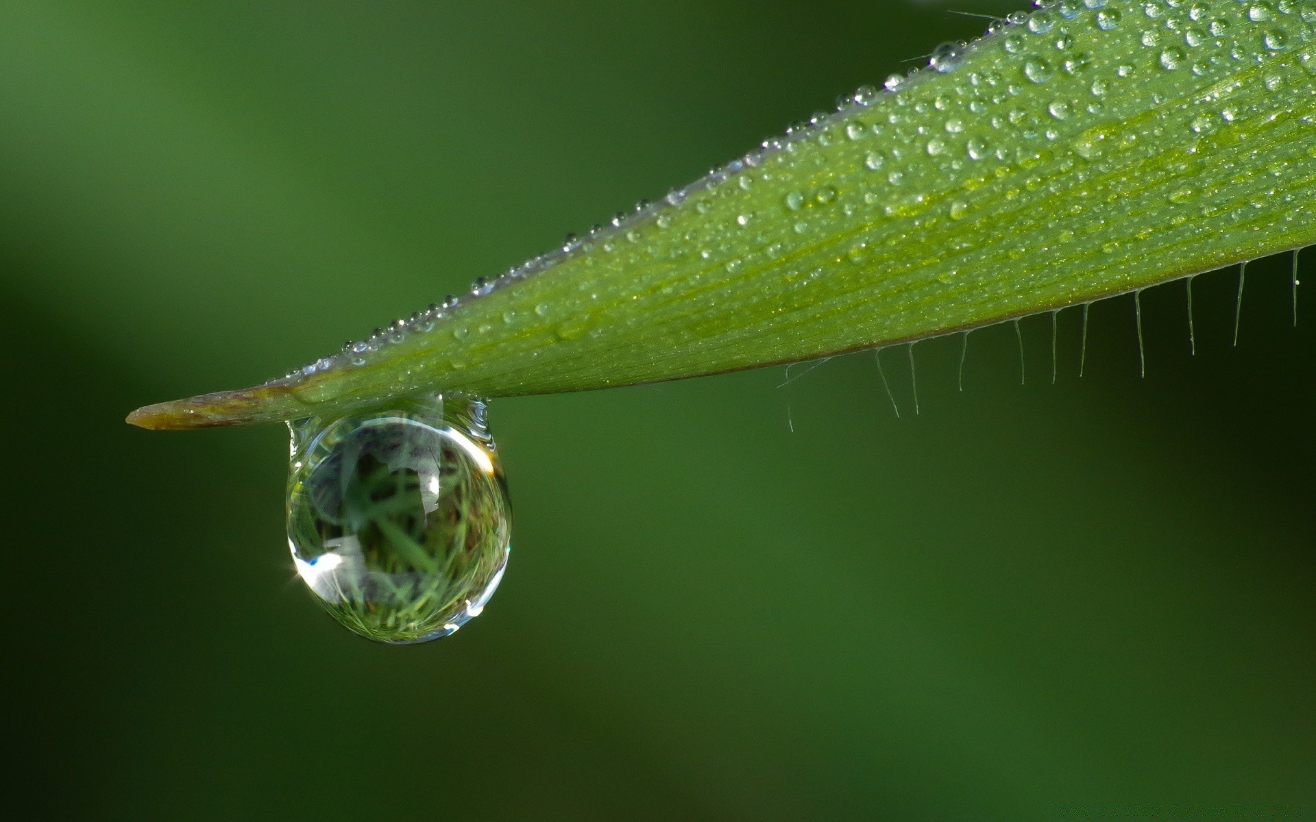 macro rugiada pioggia foglia goccia gocce natura acqua bagnato gocce flora pulizia giardino waterdrop crescita