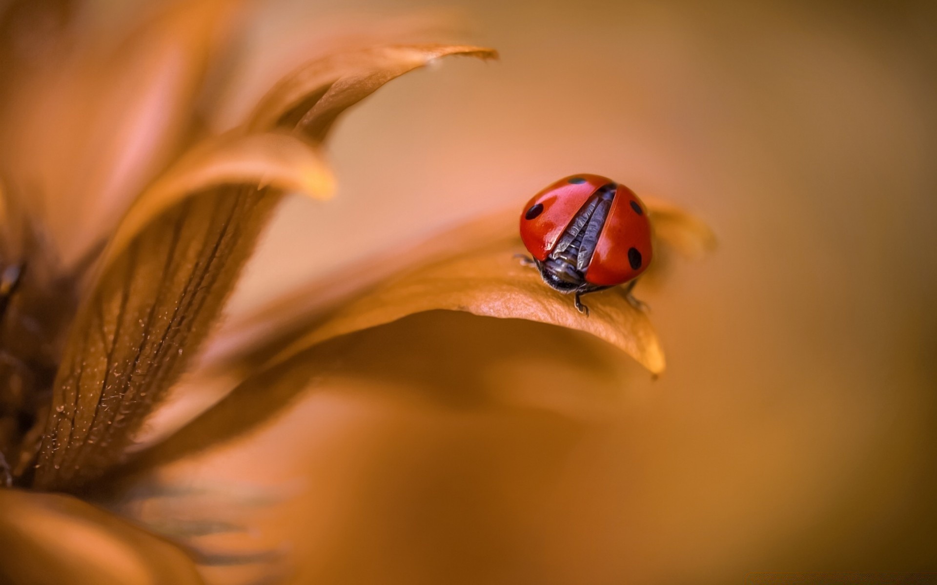 macro insecte flou coccinelle fleur invertébrés nature coléoptère biologie un dof feuille nature morte à l extérieur été