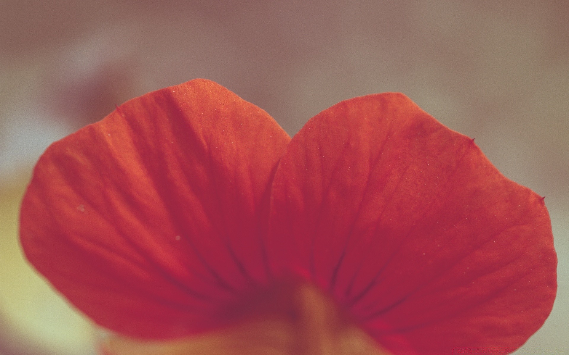 makroaufnahme blume natur unschärfe flora sommer blatt farbe blütenblatt