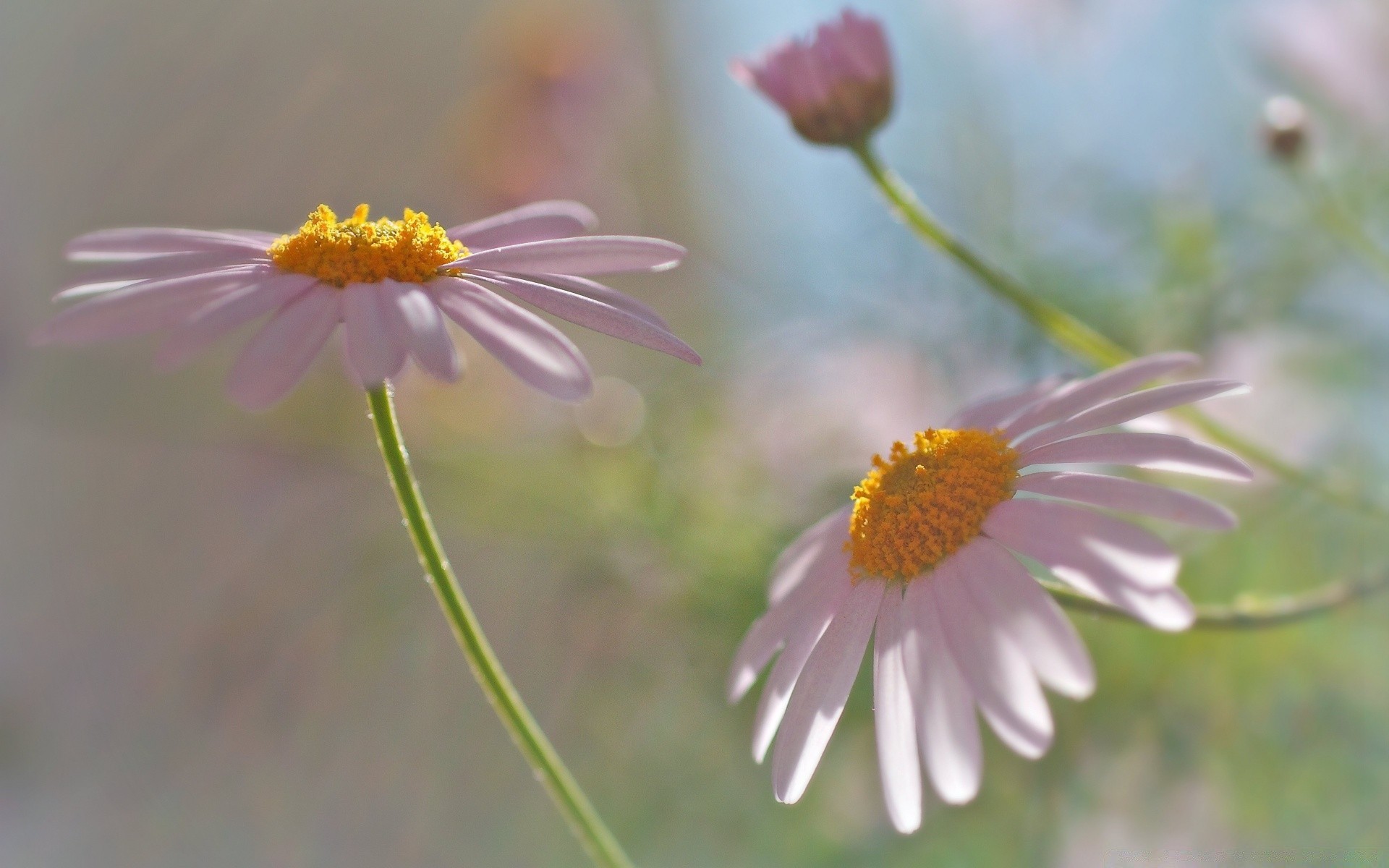 macro nature flower flora summer chamomile garden field blooming petal floral close-up wild leaf hayfield wildflower bright color beautiful growth