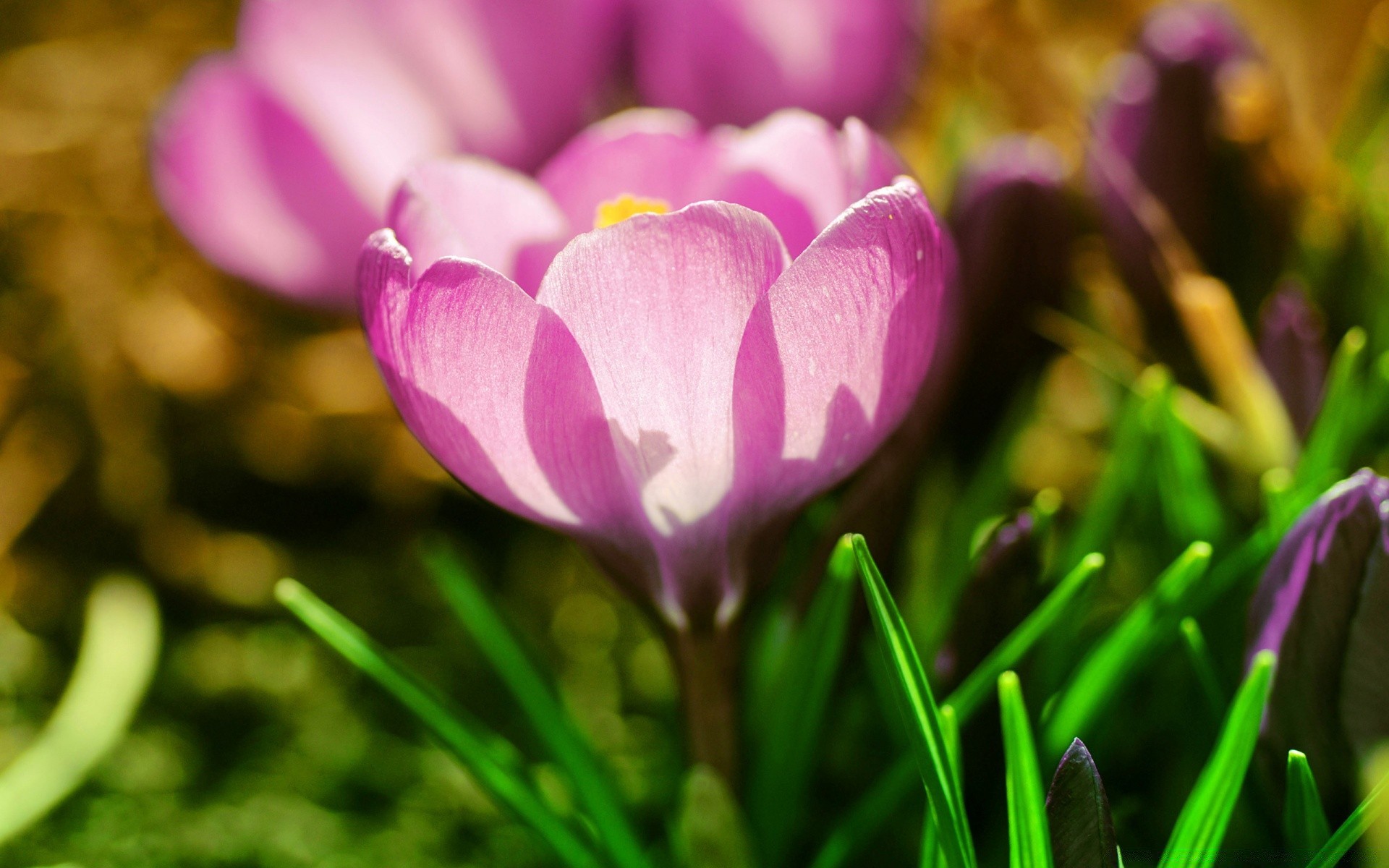 macro nature fleur jardin flore couleur pâques feuille lumineux herbe été tulipe parc pétale beau champ floral bluming gros plan saison