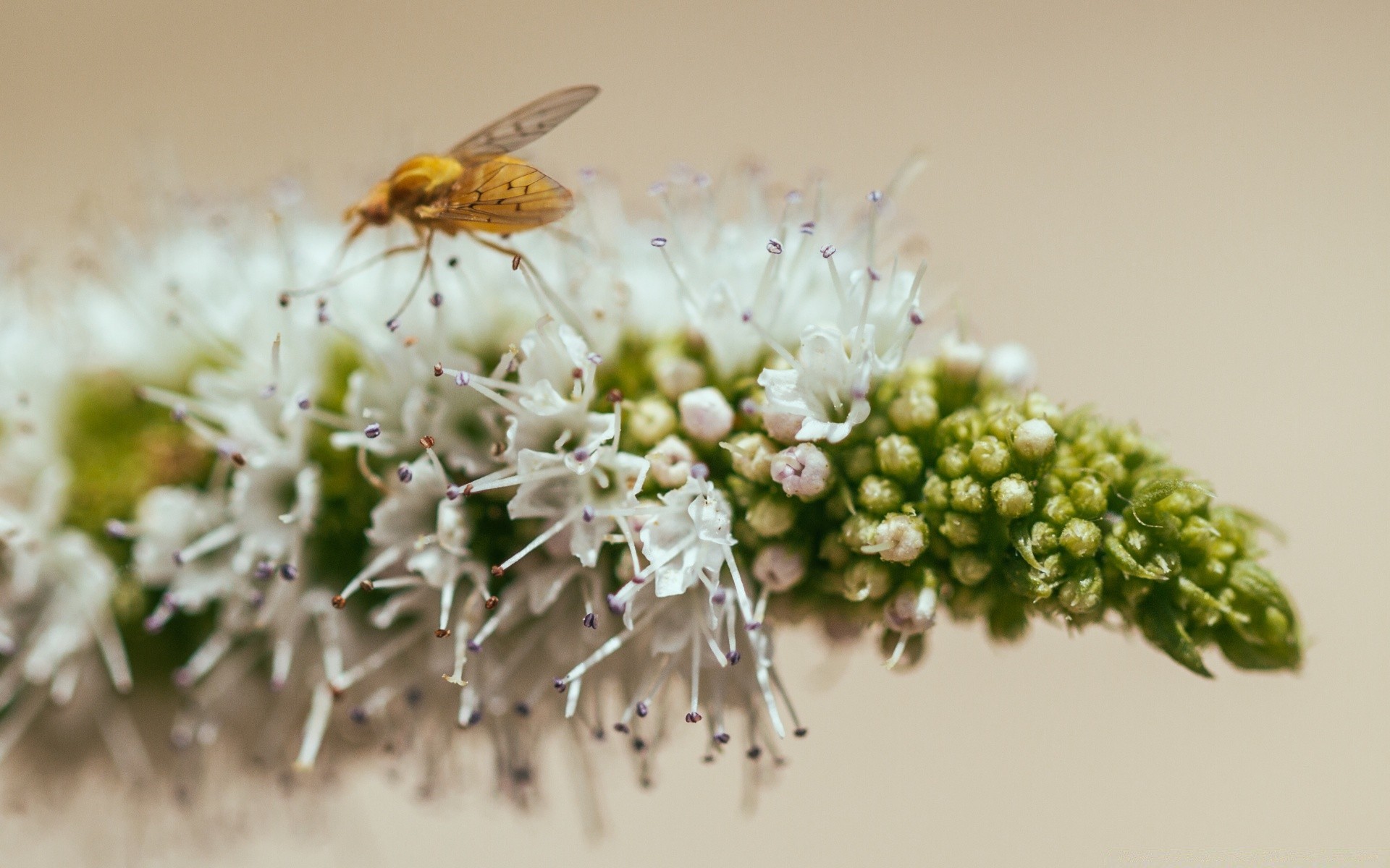 macro natura insetto fiore ape flora selvaggio piccolo primo piano biologia animale volare colore