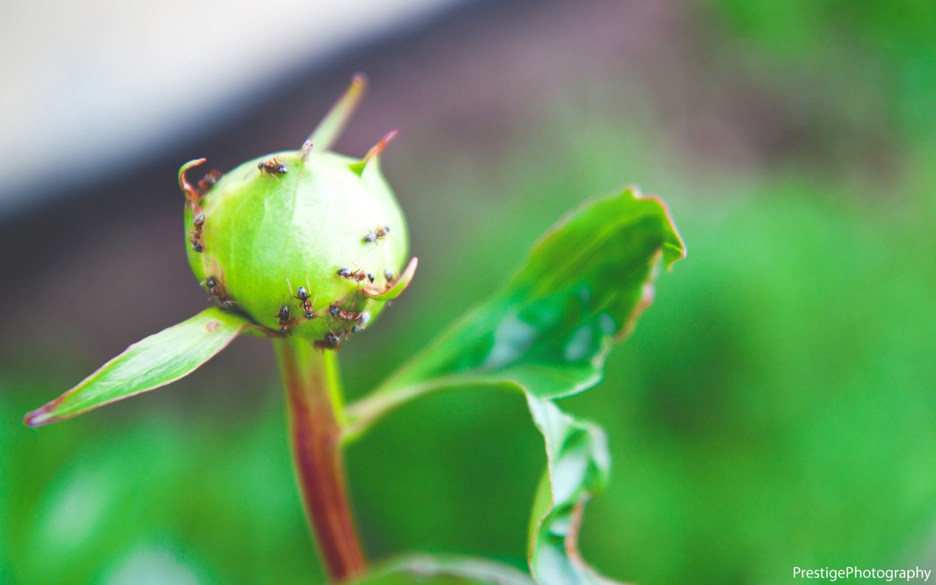 macro nature leaf outdoors summer blur growth rain flora little bright flower ecology wildlife