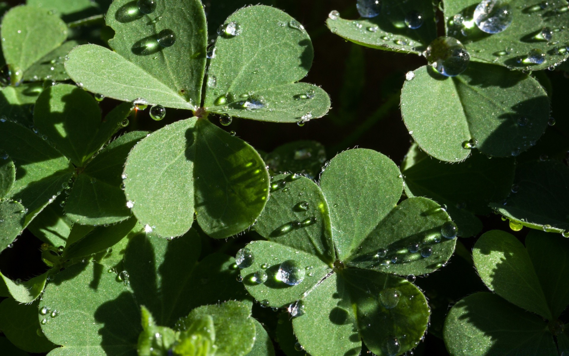 makro liść flora natura środowiska ogród świeżość wzrost na zewnątrz zbliżenie lato deszcz rolnictwo zioła spadek jedzenie