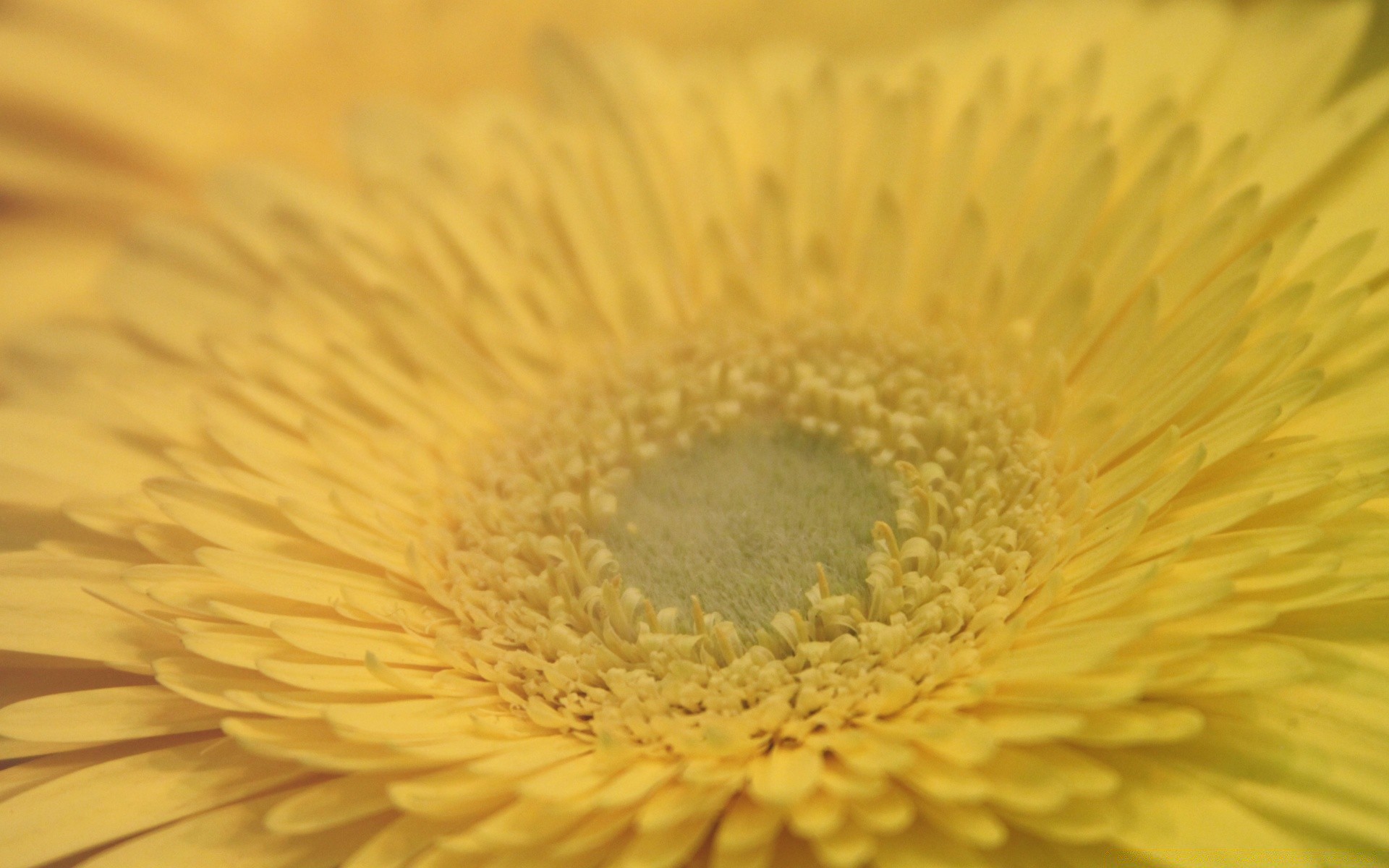 macro flora natureza flor close-up verão cor brilhante pétala crescimento bela desktop blooming jardim perto folha