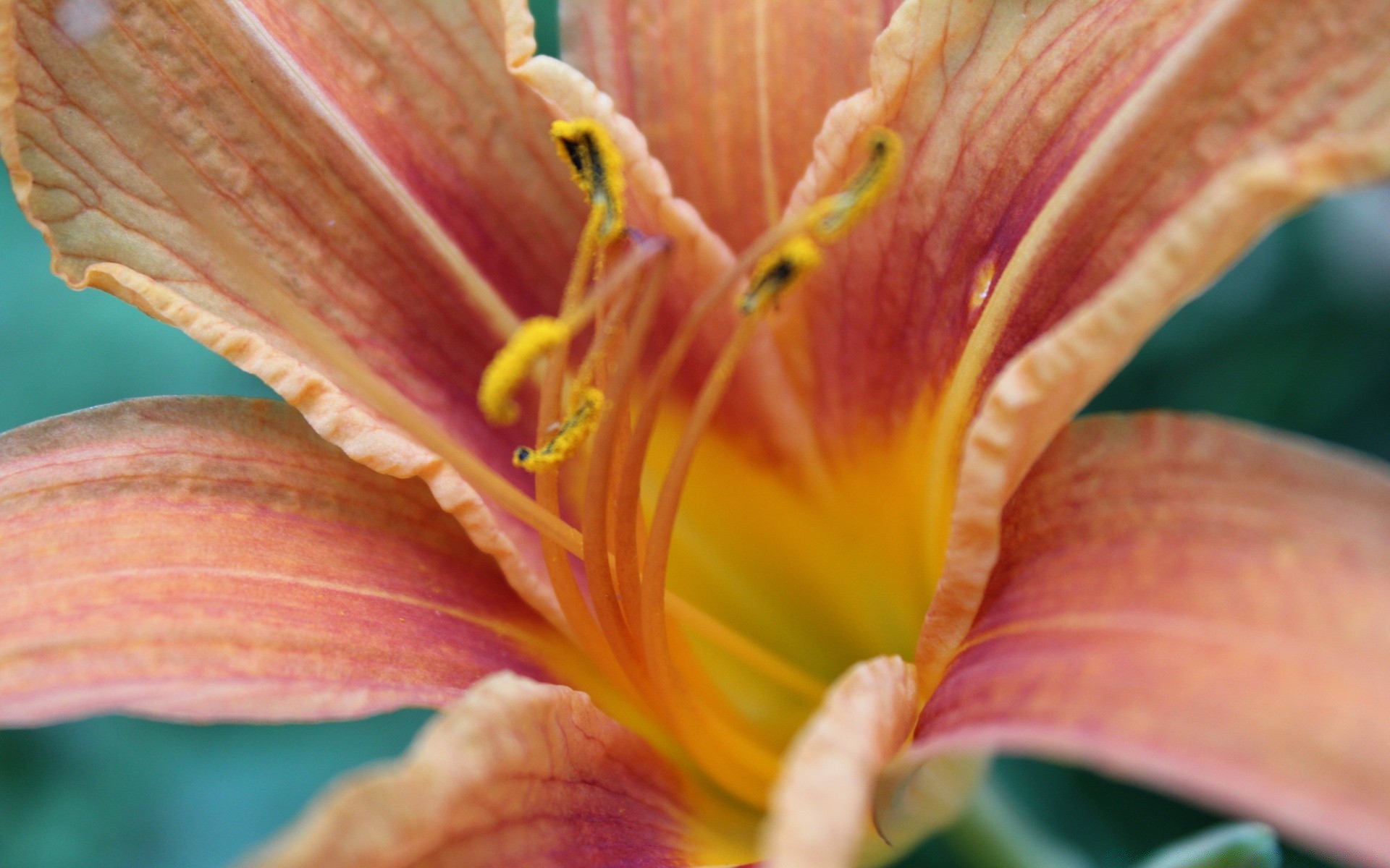 macro natura fiore flora foglia colore giardino close-up