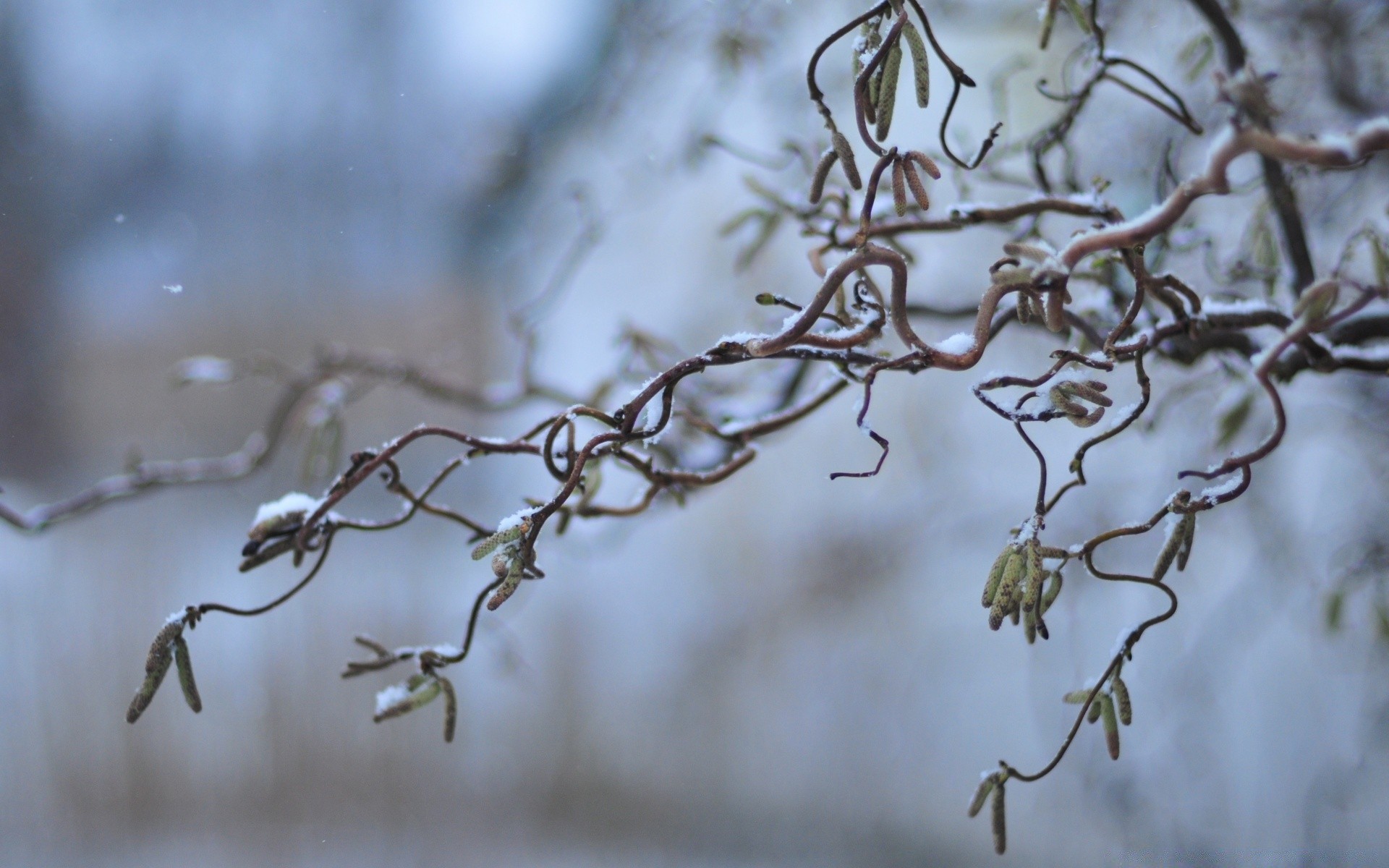 macro inverno natura neve albero gelo ramo all aperto sfocatura freddo foglia flora