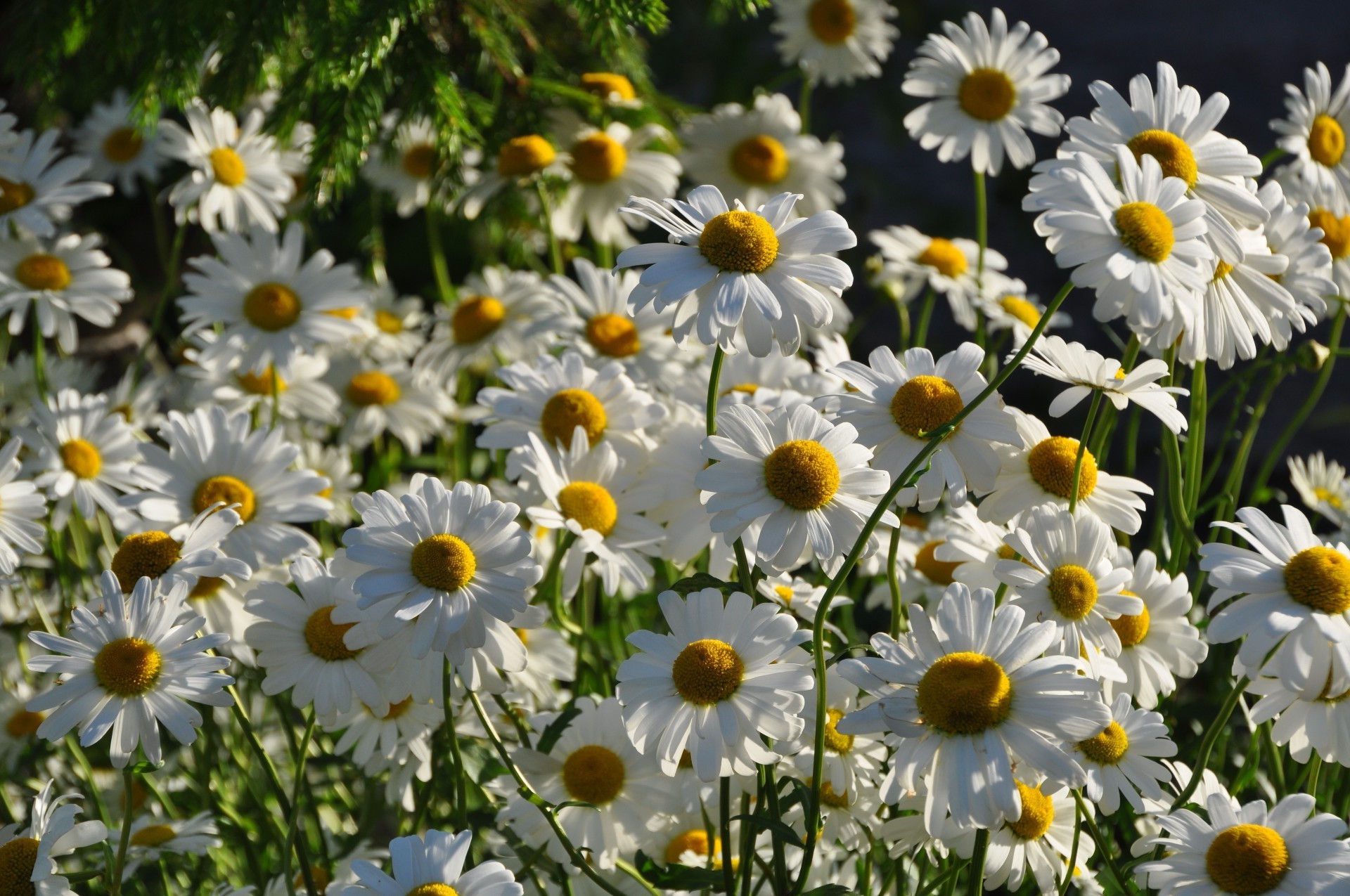 papatyalar doğa çiçek flora yaz bahçe alan parlak çiçek taçyaprağı sezon çiçek açan yaprak büyüme saman güzel hava açık havada güneş renk